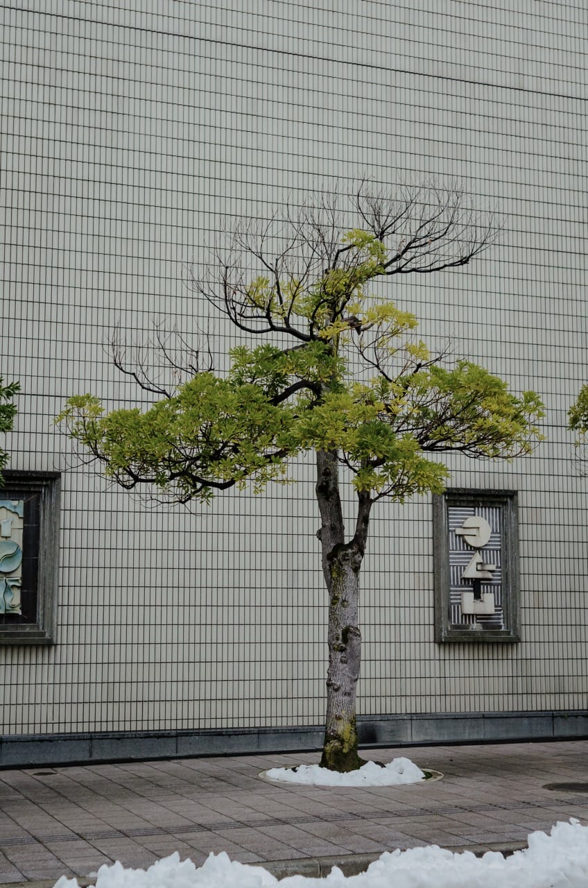 Фото 15 из альбома Kanazawa 2024